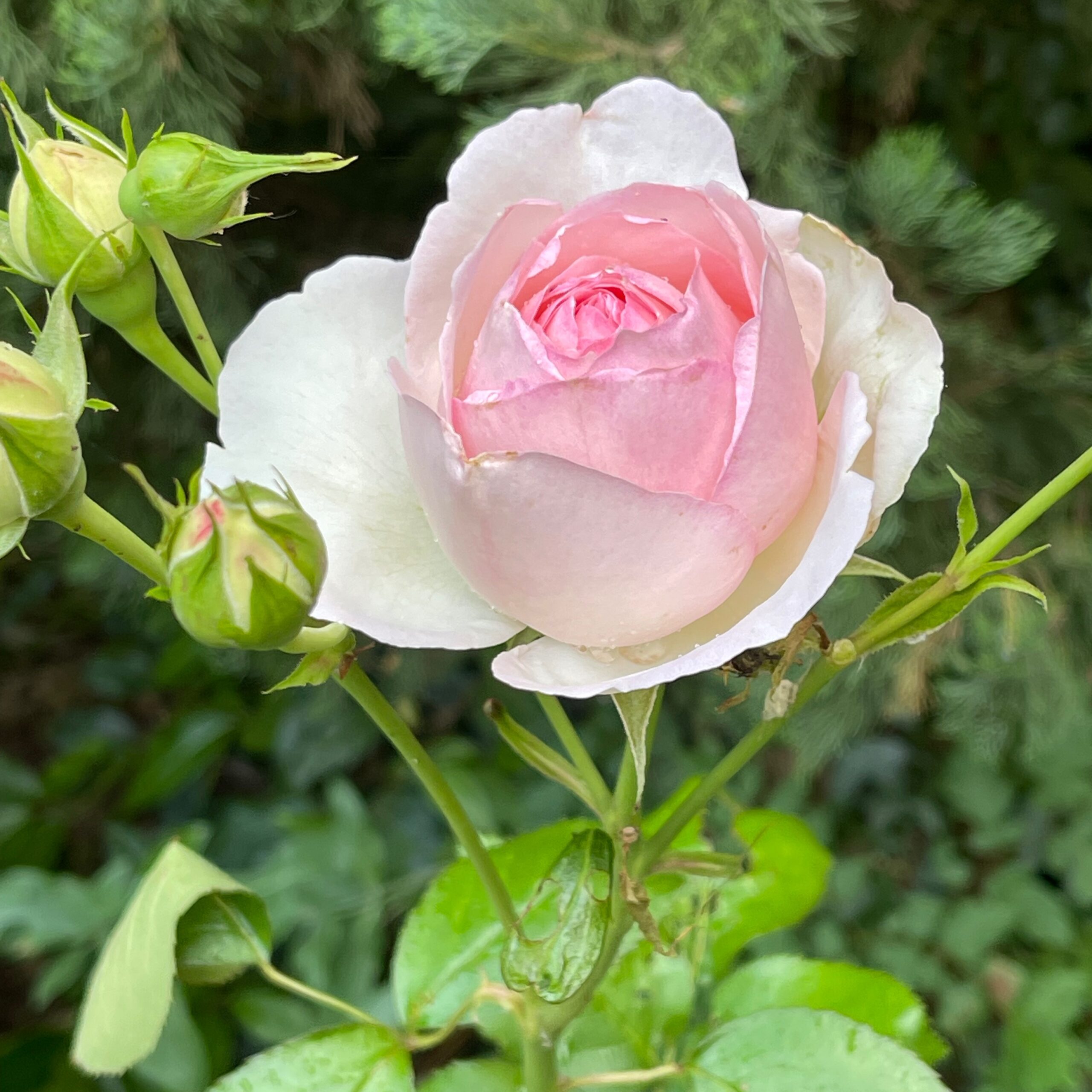 Photo de Rose MAZOYER