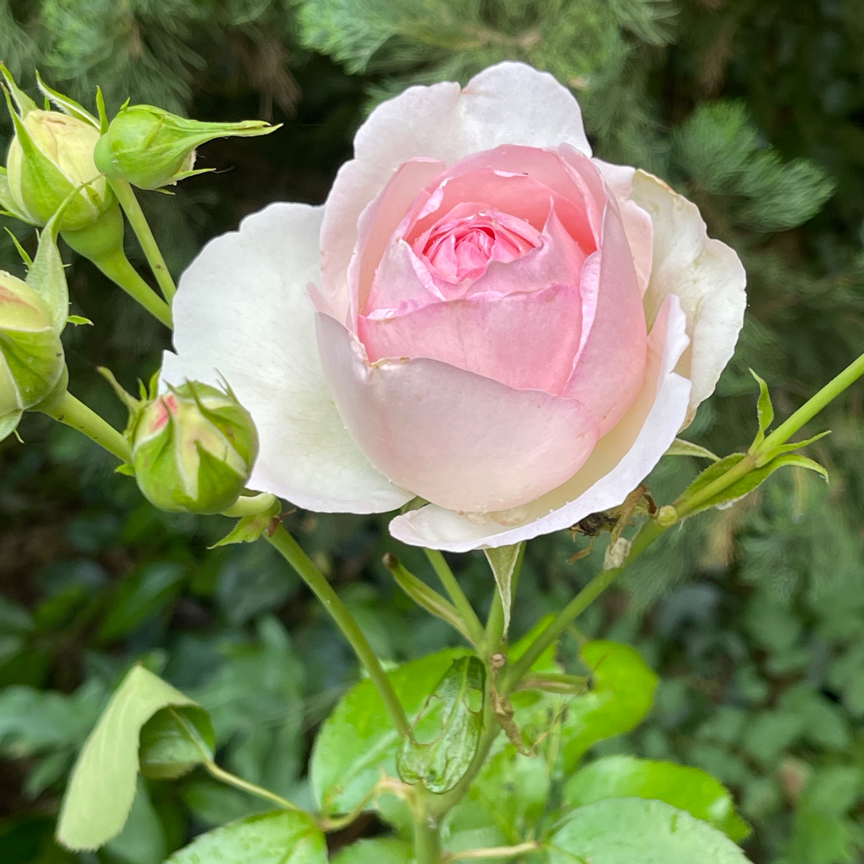 Photo de Madame Rose MAZOYER
